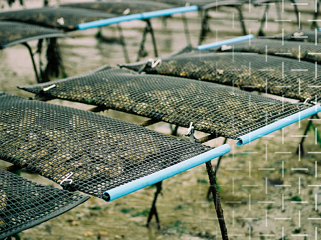 Ficelle agricole pour pisciculture - JSC Duguva